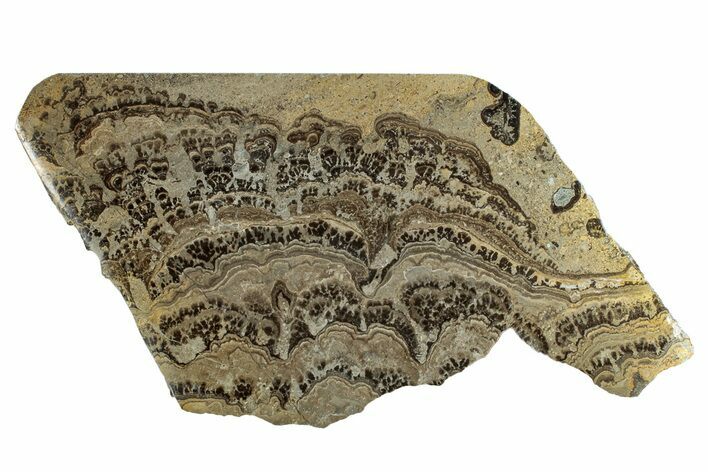 Devonian Stromatolite Slab - Orkney, Scotland #281625